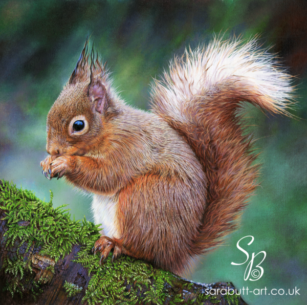 Red Squirrel