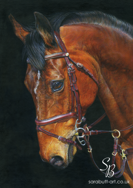 Horse Portrait