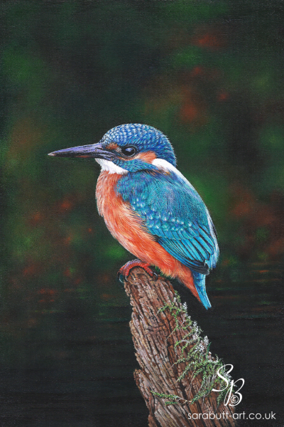 Kingfisher